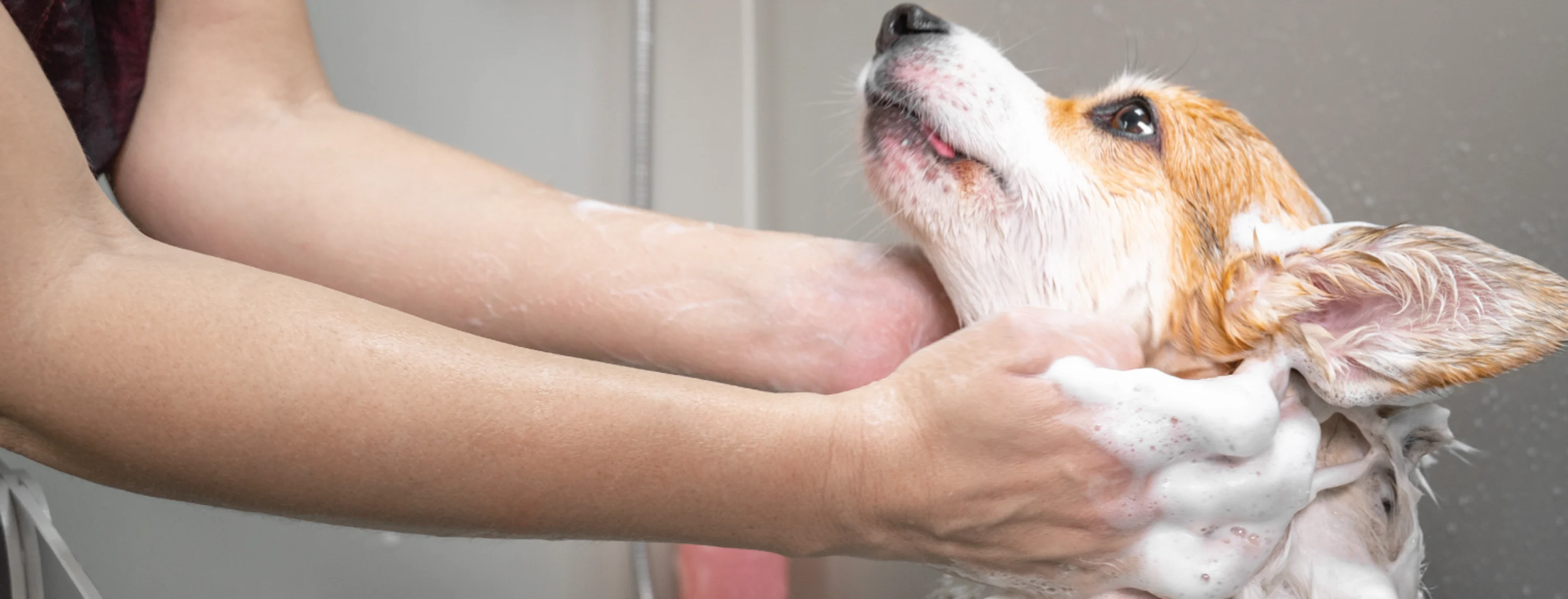 Dog getting bath from groomer